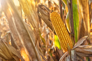 Ripe maize corn on the cob