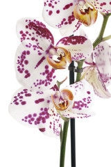 Moth Orchids (phalaenopsis)