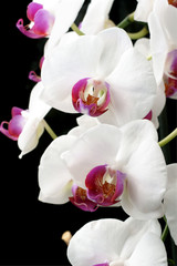 Naklejka na ściany i meble Moth Orchids (phalaenopsis)