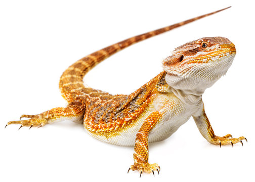Bearded dragon - Pogona vitticeps on a white background