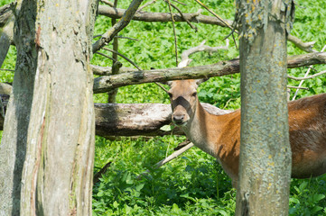 Female deer in nature