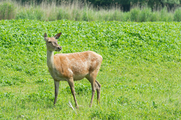 Female deer in nature