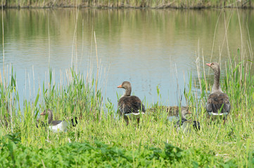 Greylag gooses in nature