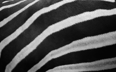 Fototapeta na wymiar Zebra background.