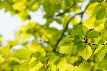 Green leaves in spring