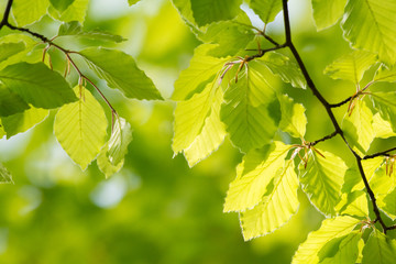 Green leaves in spring