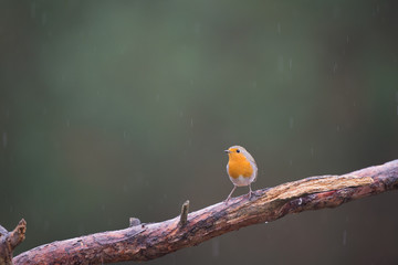European robin