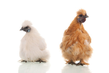White and brown silkies