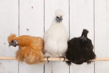Crédence de cuisine en verre imprimé Poulet Silkies chickens in henhouse