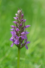 Purple wild orchid