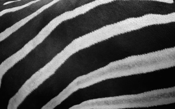 Zebra background.