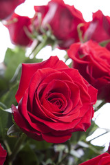 Beautiful bouquet of red roses