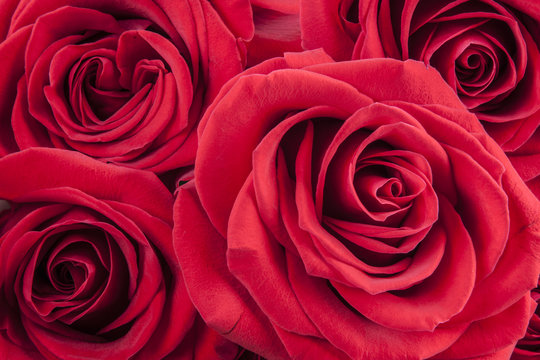 A close up macro shot of a red roses