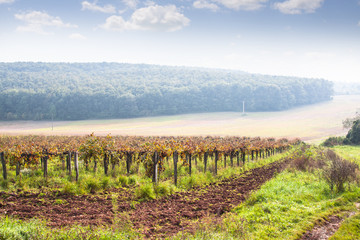 beautiful autumn vineyard landscape