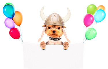 dog dressed up as a viking with banner