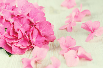 Fototapeta premium hydrangea flower on wooden surface