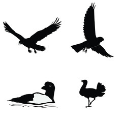 Obraz premium black silhouette of bustard,loon,kestrel,golden eagle