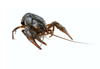 crawfish isolated on white