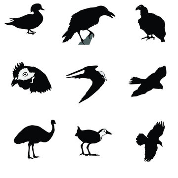 black silhouette of crow,raven,gyrfalcon,condor,tern,hen,emu,man