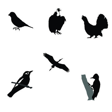 black silhouette of woodpecker,wood grouse,greenfinch,stork,orio