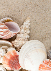 sea shells on sand