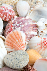 sea shells on sand