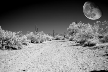 Desert Moon