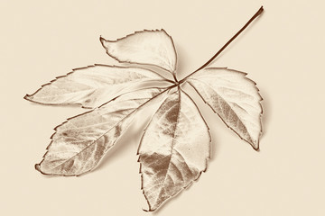 Wilder Wein, rote Herbstblätter, Parthenocissus quinquefolia