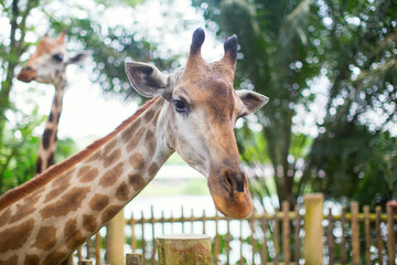 Giraffe in the zoo