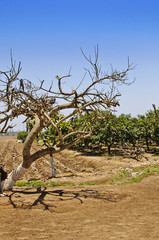 arbol viejo del campo