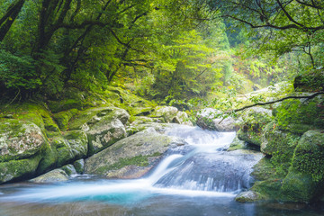 Wasserfall, Yakushima Japan