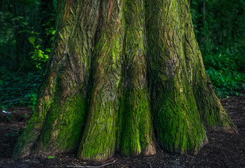 The bottom of the mossy trunk of a tree in the forest