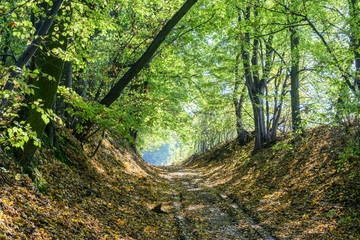 Early autumn forest road