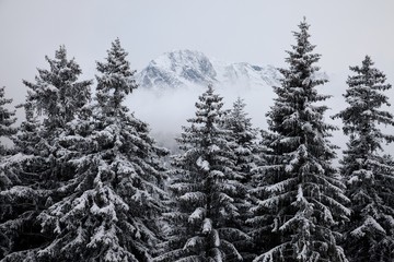 Fototapeta premium Winter forest