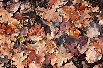 Fallen leaves