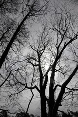 Bare trees