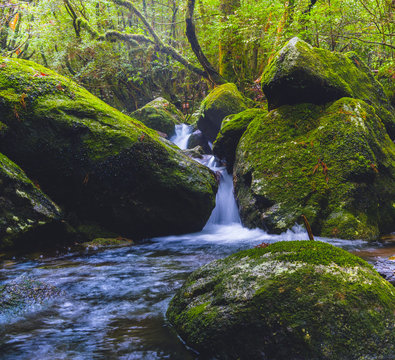 Wasserfall, Yakushima Japan