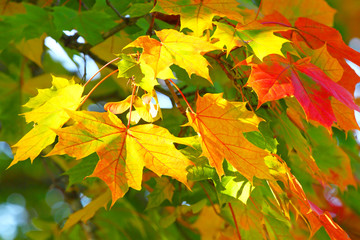 Autumn leaves background.