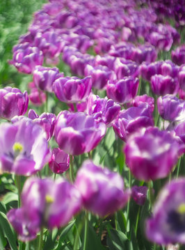 Tulpen