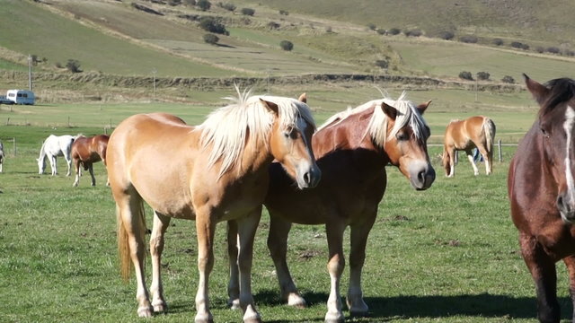 Horse black and Golden brown color graze on mountain pastures