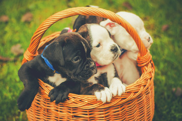 Cute puppies in vintage basket outdoors © beccarra