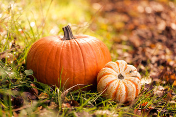 Close-up of pumpkins on foliage