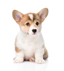 Pembroke Welsh Corgi puppy sitting in front. isolated on white b