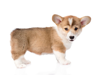 pembroke Welsh Corgi puppy looking at camera. isolated on white