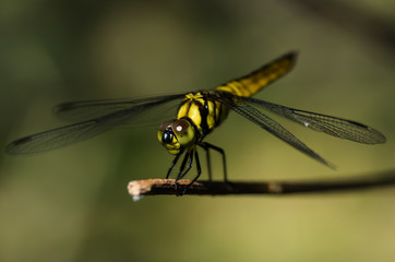 黄色いトンボ