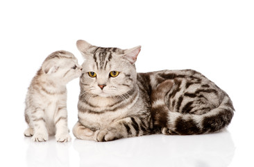 mother cat with kitten. isolated on white background