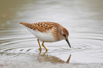 Least Sandpiper (Calidris minutilla)