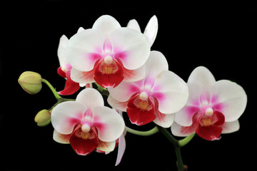 Fototapeta na wymiar Blooming orchid