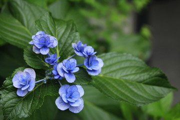 Fototapeta premium 紫陽花