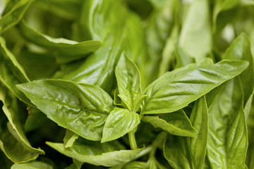 バジルの葉